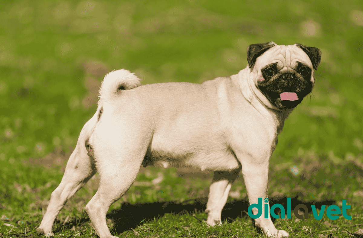 Ask A Vet: What does the bulbus glandis look like on a dog?